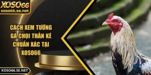 cach-xem-tuong-ga-choi-than-ke-anh-dai-dien