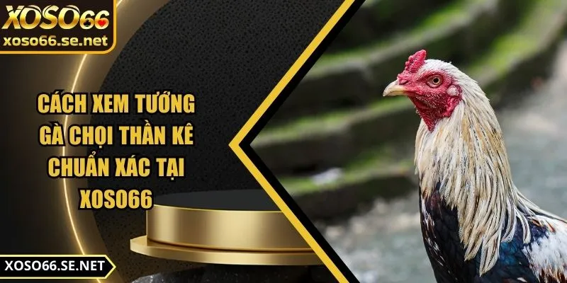 cach-xem-tuong-ga-choi-than-ke-anh-dai-dien