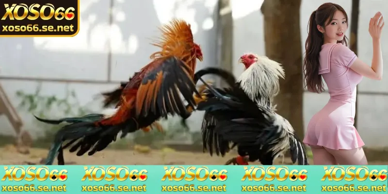 da-ga-thomo-hom-nay-cung-cap-du-lieu-minh-bach-va-co-hoi-ca-cuoc-thong-minh