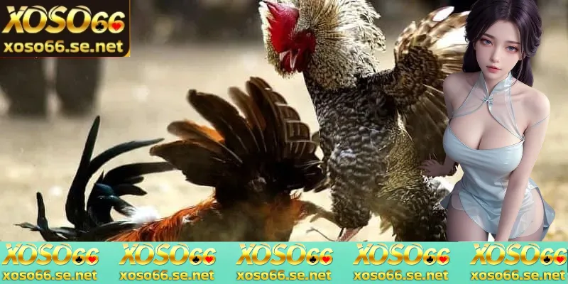 da-ga-thomo-hom-nay-mot-so-chien-thuat-de-tham-gia-choi-choi-ke-hieu-qua