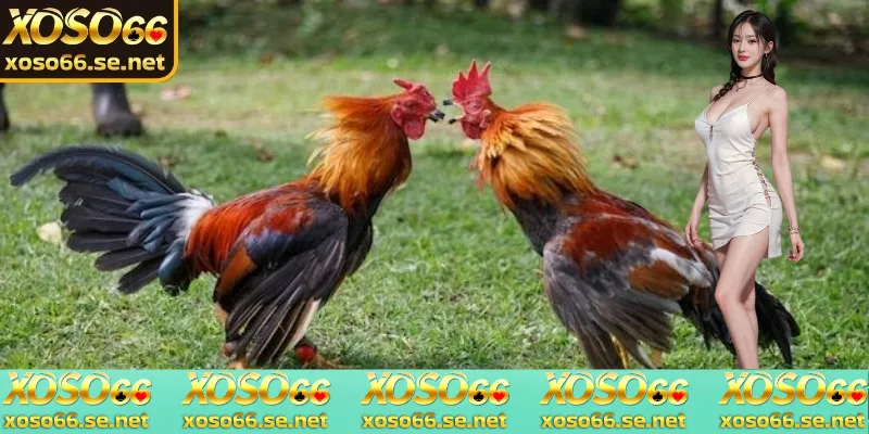 da-ga-thomo-hom-nay-theo-doi-da-ga-thomo-hom-nay-de-cap-nhat-ket-qua-va-phan-tich-tran-dau
