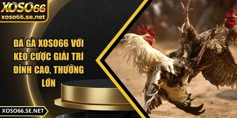 da-ga-xoso66-anh-dai-dien