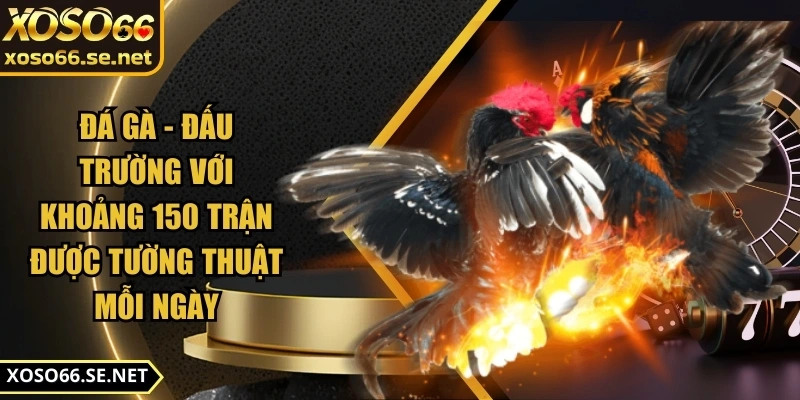 xoso66-dau-truong-da-ga